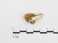 登錄號:F0007020藏品圖，第1張