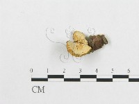 登錄號:F0007020藏品圖，第3張