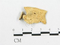登錄號:F0007021藏品圖，第3張