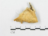 登錄號:F0007023藏品圖，第3張