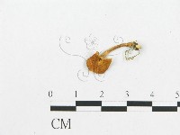 登錄號:F0007028藏品圖，第1張