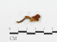 登錄號:F0007029藏品圖，第3張