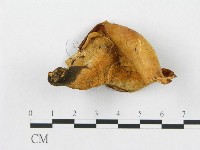 登錄號:F0007032藏品圖，第1張