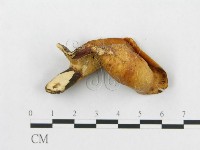 登錄號:F0007032藏品圖，第3張