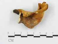 登錄號:F0007032藏品圖，第4張