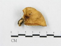 登錄號:F0007036藏品圖，第1張