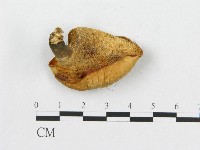 登錄號:F0007036藏品圖，第3張