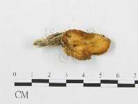 登錄號:F0007037藏品圖，第1張