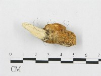 登錄號:F0007037藏品圖，第3張