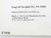 登錄號:F0007038藏品圖，第2張