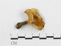 登錄號:F0007038藏品圖，第1張