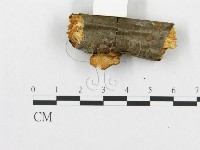 登錄號:F0007040藏品圖，第5張