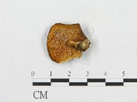 登錄號:F0007041藏品圖，第1張