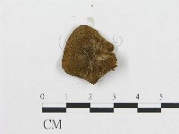 登錄號:F0007041藏品圖，第3張