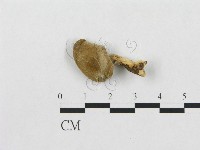 登錄號:F0007043藏品圖，第1張