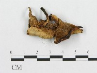 登錄號:F0007044藏品圖，第3張