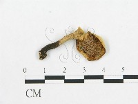 登錄號:F0007045藏品圖，第1張