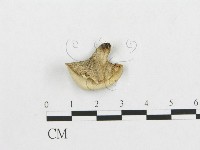 登錄號:F0007046藏品圖，第1張