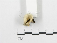 登錄號:F0007046藏品圖，第4張