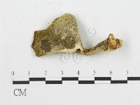 登錄號:F0007050藏品圖，第1張