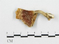 登錄號:F0007050藏品圖，第3張