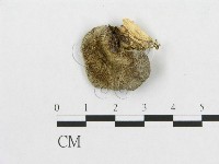 登錄號:F0007052藏品圖，第1張