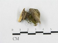 登錄號:F0007053藏品圖，第1張