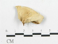 登錄號:F0007056藏品圖，第3張