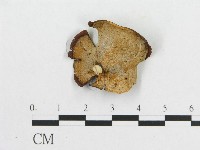 登錄號:F0007057藏品圖，第1張