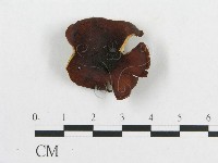 登錄號:F0007057藏品圖，第3張