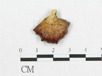 登錄號:F0007060藏品圖，第3張