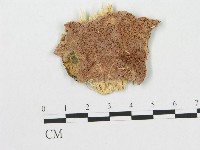 登錄號:F0007064藏品圖，第1張