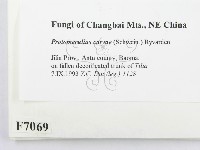 登錄號:F0007069藏品圖，第2張