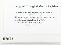 登錄號:F0007073藏品圖，第2張