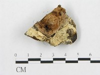 登錄號:F0007076藏品圖，第1張