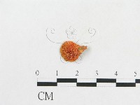 登錄號:F0007079藏品圖，第1張