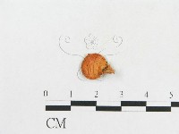 登錄號:F0007079藏品圖，第3張