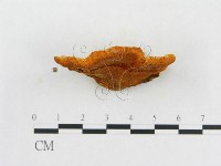 登錄號:F0007080藏品圖，第4張