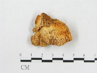 登錄號:F0007081藏品圖，第1張