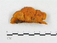 登錄號:F0007083藏品圖，第4張