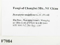 血紅密孔菌藏品圖，第2張