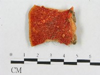 血紅密孔菌藏品圖，第3張