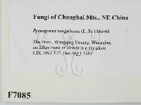 血紅密孔菌藏品圖，第2張