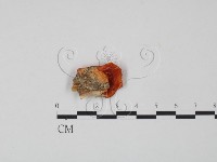 血紅密孔菌藏品圖，第3張