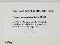 血紅密孔菌藏品圖，第2張