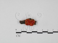 血紅密孔菌藏品圖，第1張