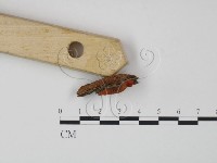 血紅密孔菌藏品圖，第3張