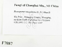 血紅密孔菌藏品圖，第2張