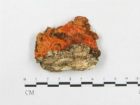 血紅密孔菌藏品圖，第3張