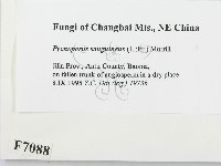 血紅密孔菌藏品圖，第2張